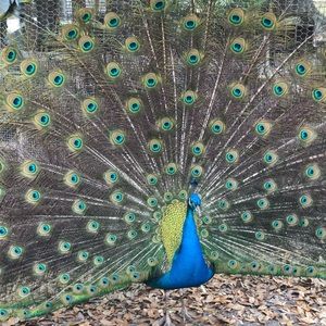 Meet your Posher, Lee